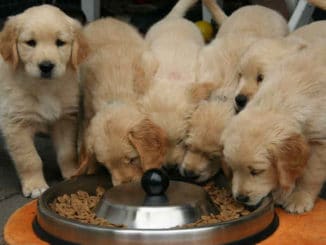 seelenkontakt-mit-lebewesen-golden-retriever-puppy