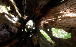 Yggdrasil der Weltenbaum weltenbam eibe hageneder 2018