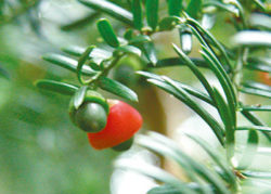 weibliche Eibe-Weltenbaum-nut&apple-Hageneder