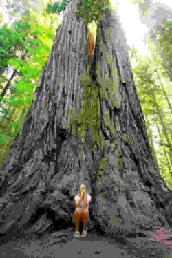 redwood-mamutbaum-sequoia