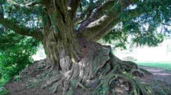 Eibe Weltenbaum-hag2018-11a-taxus-waverley-pnorton2981