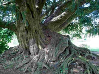 Eibe Weltenbaum-hag2018-11a-taxus-waverley-pnorton2981