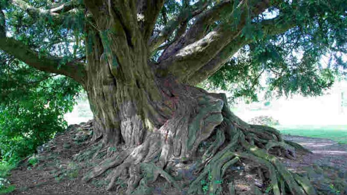 Eibe Weltenbaum-hag2018-11a-taxus-waverley-pnorton2981