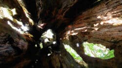 Yggdrasil der Weltenbaum