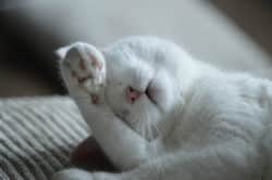 Anleitung zur Tierkommunikation weisse Katze putzt sich cat