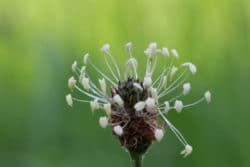 Flohsamen und Flohsamenschalen Spitzwegerich plantain