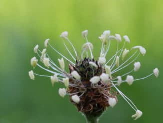 Flohsamen-Spitzwegerich-plantain