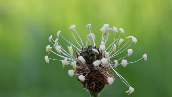 Flohsamen-Spitzwegerich-plantain