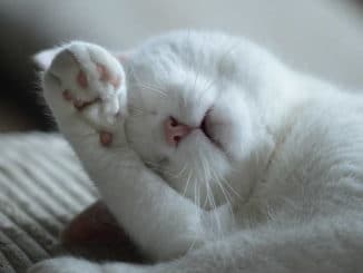 sags-mit-herz-tierkommunikation-weisse-Katze-cat