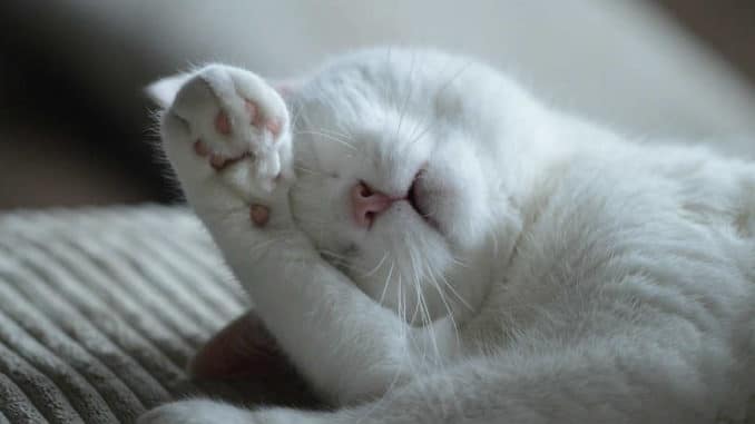 sags-mit-herz-tierkommunikation-weisse-Katze-cat
