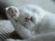 sags-mit-herz-tierkommunikation-weisse-Katze-cat