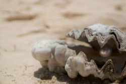 Innerer und Äußerer Reichtum Harahel muschel shell