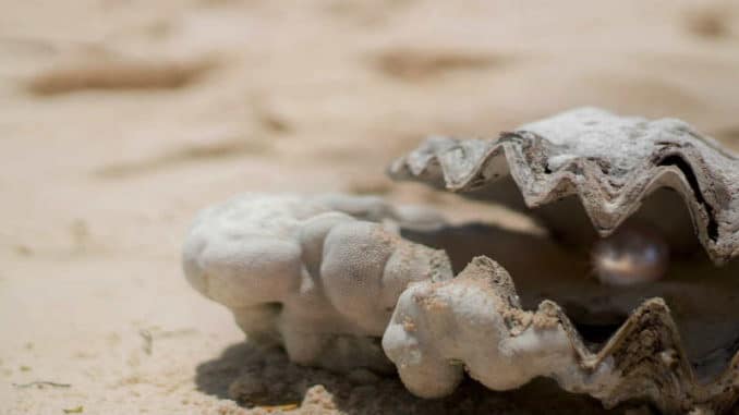 innerer-und-aeusserer Reichtum-muschel-shell