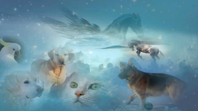 pferd-hund-katze-vogel-himmel-beyond