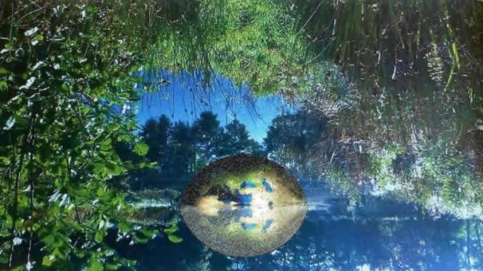 Globale Achtsamkeit: symbolische Erdkugel zwischen Blättern und Wasser