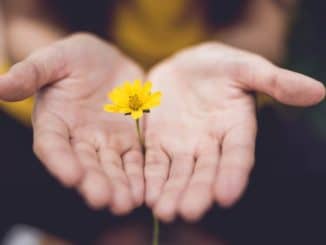 geöffnete Hände halten eine gelbe Blume