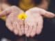 geöffnete Hände halten eine gelbe Blume