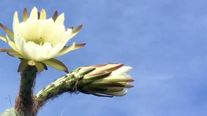 jutta-kloeckner-bluete-kaktus