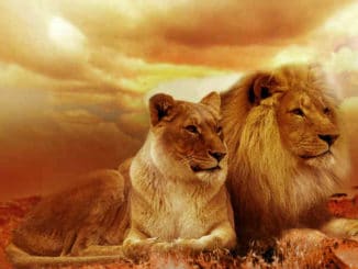 Hochsensibilitaeat-Empathie-Narzissmus-Macht-lion