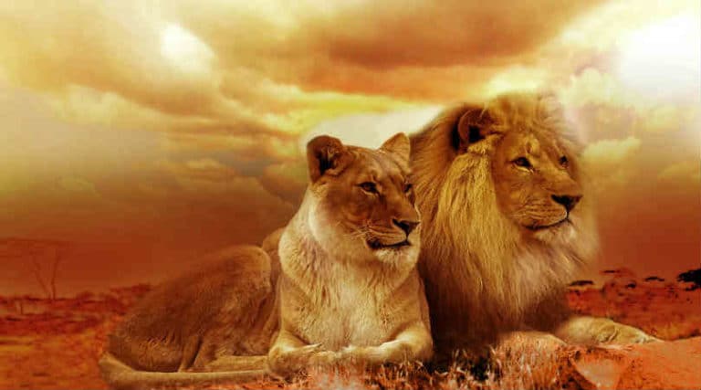 Hochsensibilitaeat-Empathie-Narzissmus-Macht-lion