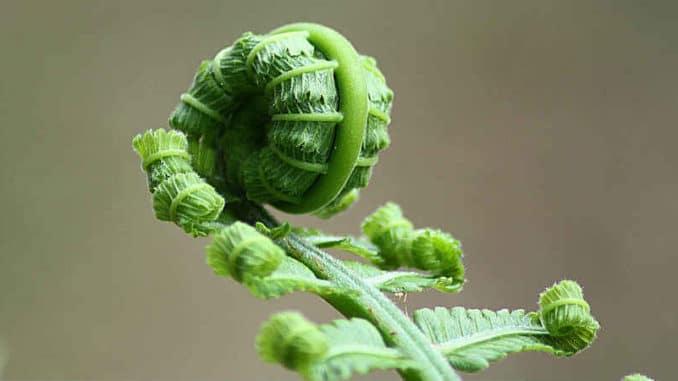 zulassen-einlassen-zusammengerolltes Blatt-fern