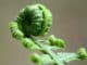 zulassen-einlassen-zusammengerolltes Blatt-fern