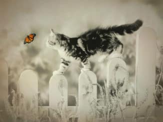 tierkommunikation-vermisstes-tier-cat
