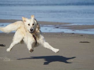 urlaub-mit-tier-tierkommunikation-dog