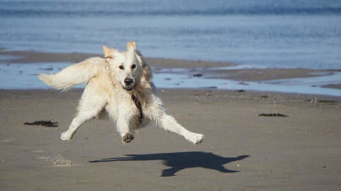 urlaub-mit-tier-tierkommunikation-dog