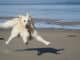 urlaub-mit-tier-tierkommunikation-dog