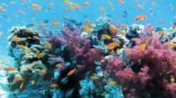 Artenvielfalt-Fuelle-Klimawandel-Korealle-underwater