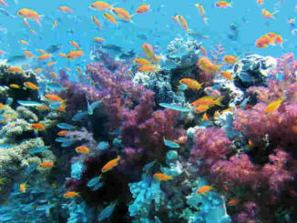 Artenvielfalt-Fuelle-Klimawandel-Korealle-underwater