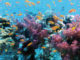 Artenvielfalt-Fuelle-Klimawandel-Korealle-underwater