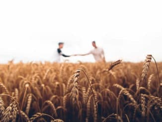 kornfeld-haende-schuetteln-Empathie-Hochsensibilitaet-warren-wong-unsplash-min