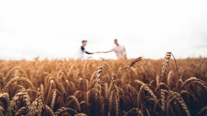 kornfeld-haende-schuetteln-Empathie-Hochsensibilitaet-warren-wong-unsplash-min