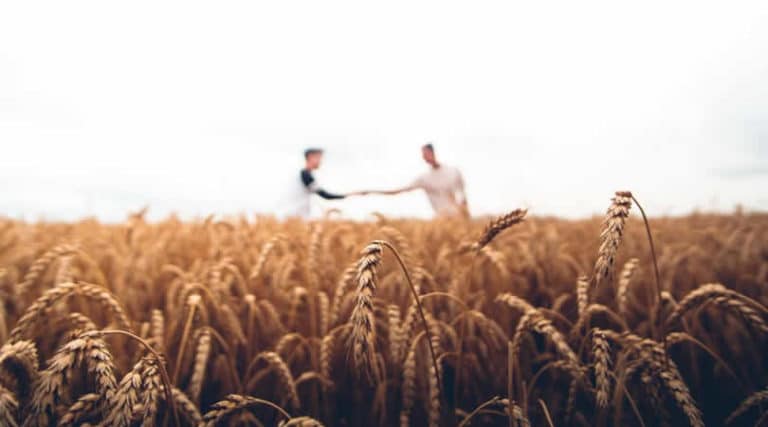 kornfeld-haende-schuetteln-Empathie-Hochsensibilitaet-warren-wong-unsplash-min