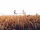 kornfeld-haende-schuetteln-Empathie-Hochsensibilitaet-warren-wong-unsplash-min