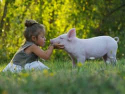 Ernährung für die Ökosphäre hageneder girl pig schwein kind wiese shutterstock
