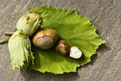 Haselnuss-Magie-der-Pflanzen-Ursula-Stumpf-Kongress-einfach-sein-nut