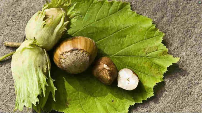 Die Pflanzen machen es uns vor - Botschaften der Haselnuss