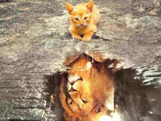 Tierkommunikation-Katze-Loewe-cat