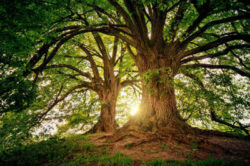 Wald-Geheimnisse-Selbstfindung-tree