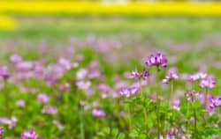 AdobeStock_198272905-chungking-Ashwagandha-Pflanze