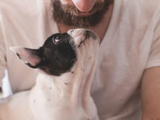 Tierkommunikation-mann-hund-animals