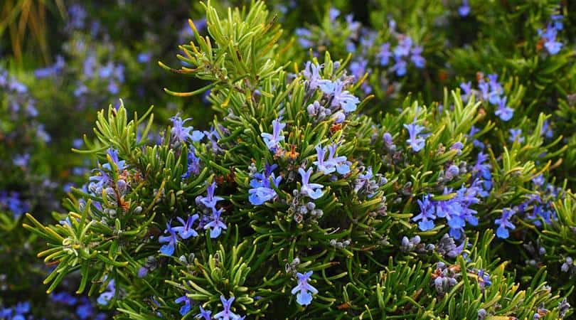 Blühender Rosmarin als Gartenpflanze im Beitrag über Kräuter aus dem Mittelalter