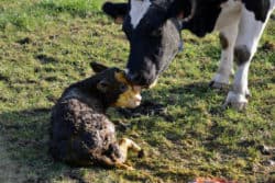 Muss ich jetzt Veganer werden Kuh Kalb little calf
