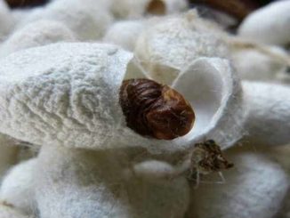 Geburt-neue-Seele-weltenei-cocoon