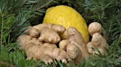 tanne-ingwer-zitrone-ginger