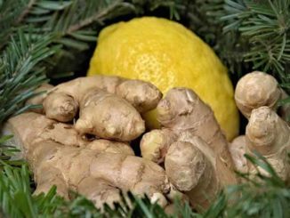 tanne-ingwer-zitrone-ginger