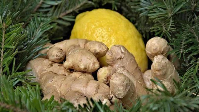 tanne-ingwer-zitrone-ginger